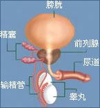 盘数预防膀胱炎有何有效措施