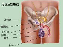 致使男性精囊炎发生的主要原因有哪些