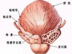 喀什治疗龟头炎要多少钱?