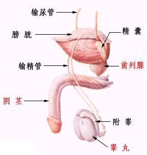 精囊炎对吃的要求