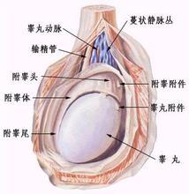 睾丸炎的症状及危害双面来袭