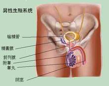 导致尿道炎的出现是何原因？