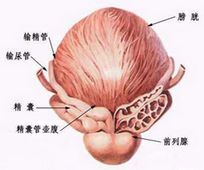 男性前列腺痛危害有多大？