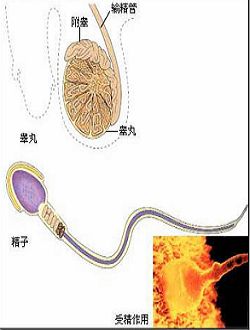 男性该了解睾丸炎的哪些知识呢?