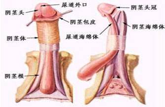 详谈包皮过长对男性造成了哪些危害?