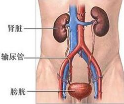 膀胱炎会反复发作男性朋友要如何避免?