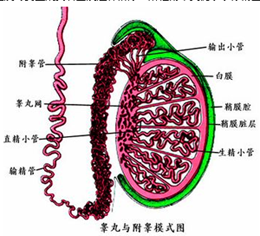 附睾炎的危害有什么