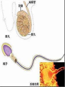 睾丸炎的症状具体有哪些?