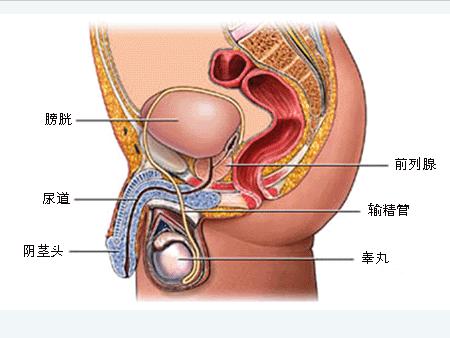 尿道炎给男性造成的伤害有哪些?