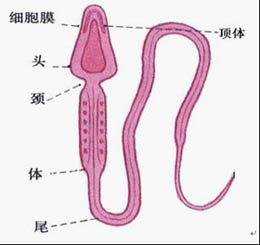 无精症要如何预防好