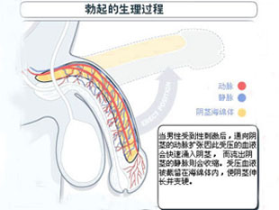 男性出现精神性阳痿的危害有哪些?