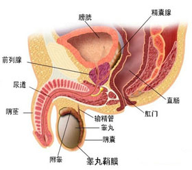 男性性功能障碍与女方有哪些联系呢?