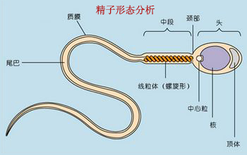 精液是怎么来进行检查的