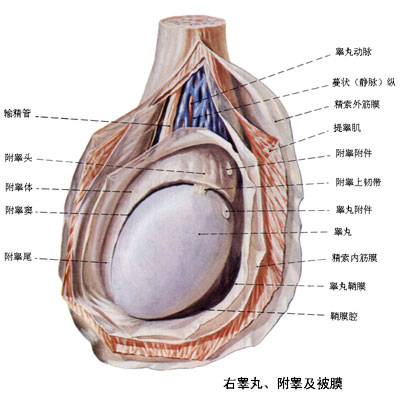 附睾炎都有哪些传播途径