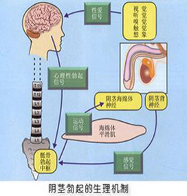 阳痿会给男性带来的危害有哪些?