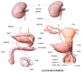 前列腺癌如何才能早发现?